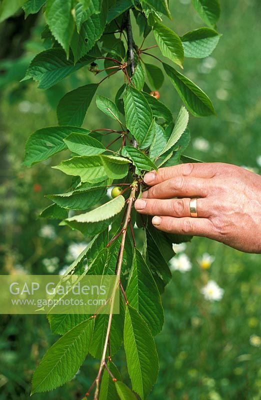 Prunus 'Merton Premier' - Taille des cerisiers pour éliminer la croissance des pointes molles, pour prévenir les pucerons