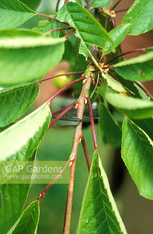 Prunus 'Merton Premier' - Taille des cerisiers pour éliminer la croissance des pointes molles, pour prévenir les pucerons