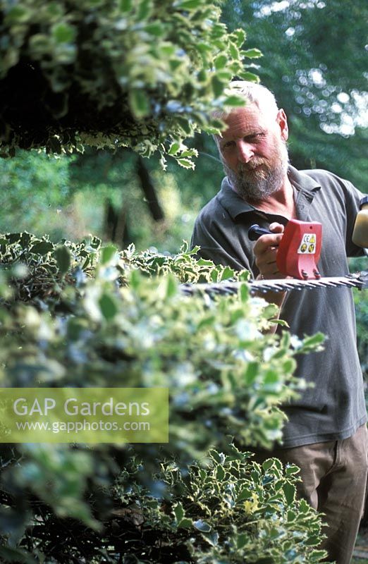 David Beaumont, jardinier en chef à Hatfield House, élagage du topiaire Ilex