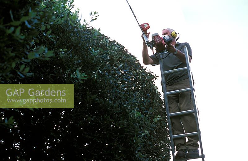 David Beaumont, jardinier en chef, élagage Quercus ilex, boules - Hatfield House