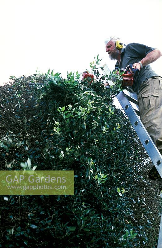 Jardinier en chef David Beaumont, élagage Quercus ilex, arbres à boules - Hatfield House