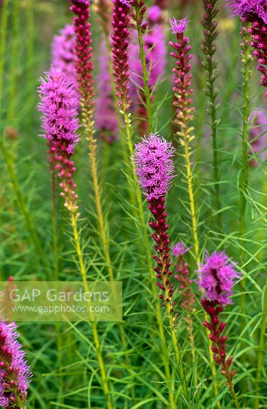 Liatris spicata