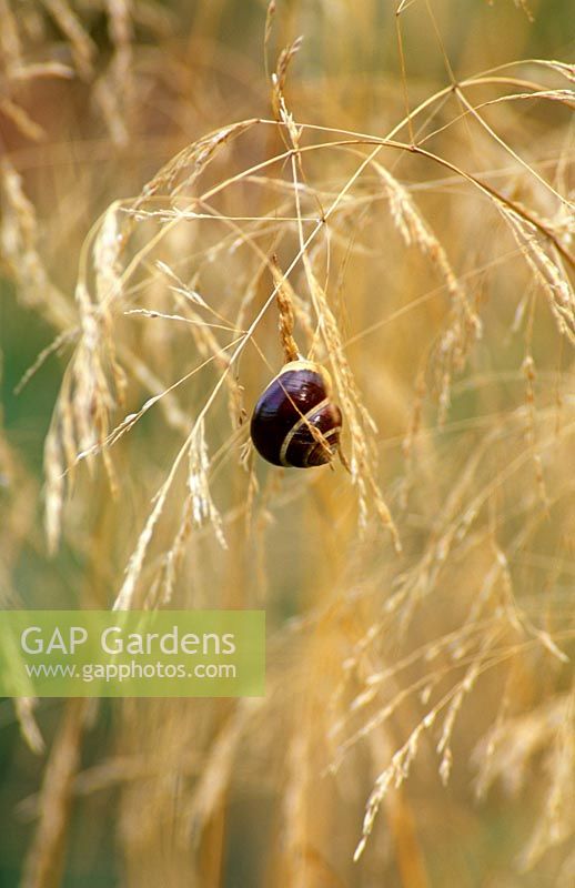 Détail d'un escargot de jardin sur Deschampsia cespitosa 'Voile d'or' - Herbe à cheveux