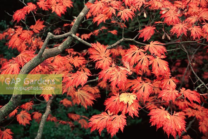 Acer japonica aconitifolium - Érable pleine lune