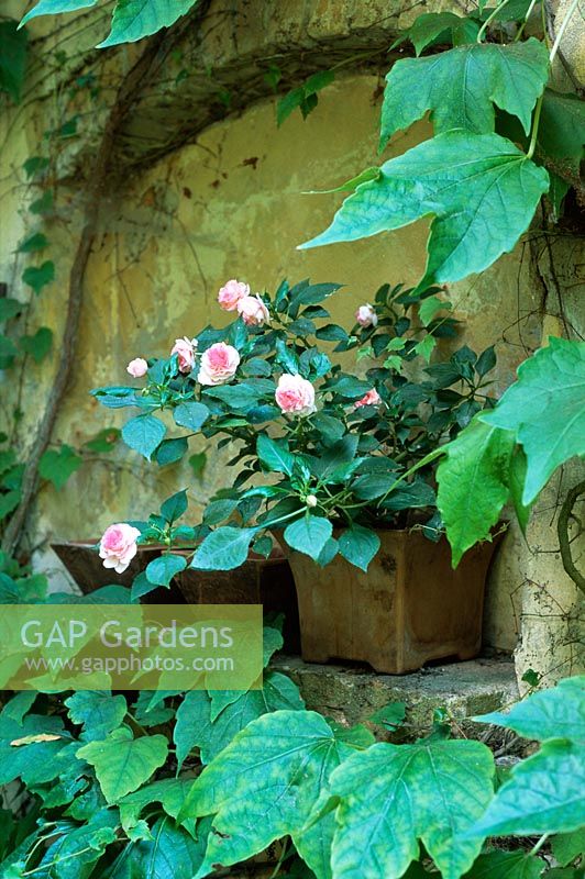 Rose rose en pot placé dans une alcôve dans le jardin de la ville italienne, août