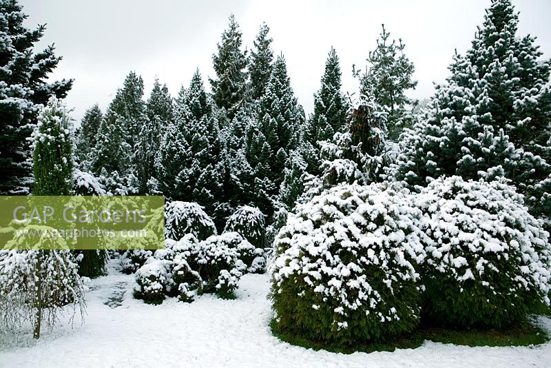 Jardin de pins informel avec de la neige, Picea abies 'Acrocona' et Picea omortika 'Nana'