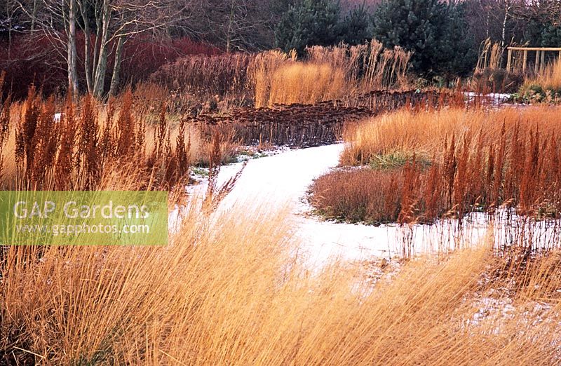 Graminées d'hiver, têtes de graines et neige - Pensthorpe Millenium Garden, Norfolk