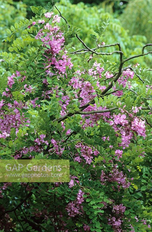 Robinia hispida 'Macrophylla' - Criquet hérisson, Acacia rose