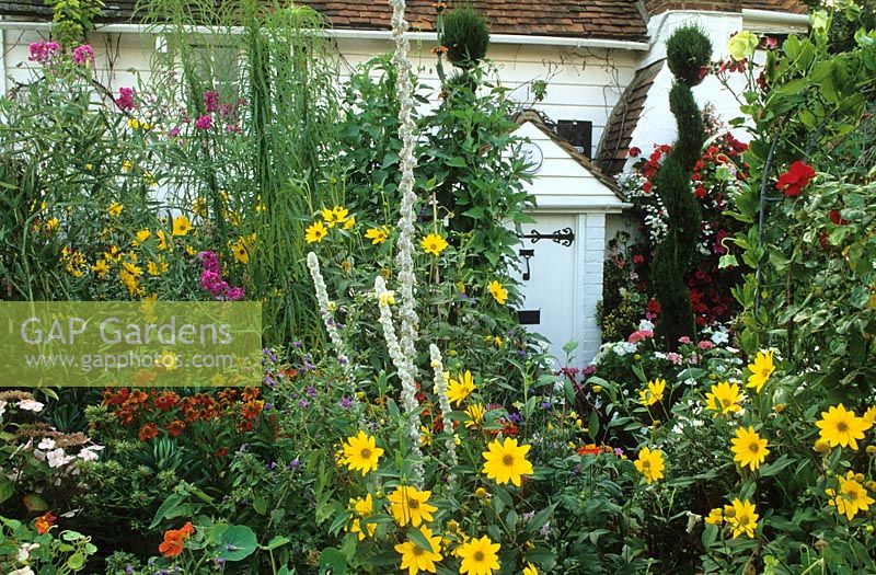 Jardin avant de style cottage plein de couleurs en été - Helianthus, Helenium, Verbascum et spirales topiaires