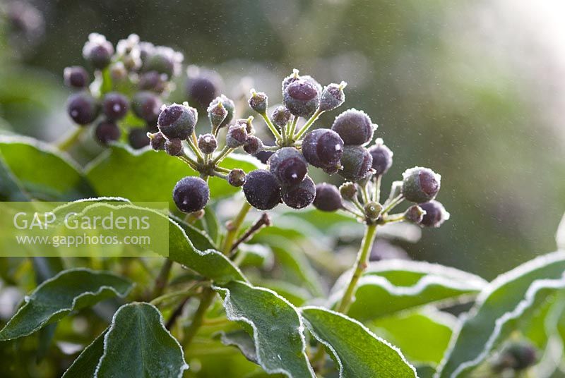 Hedera helix - Lierre commun, fruits noirs avec du gel, bonne source de nourriture pour les oiseaux en hiver