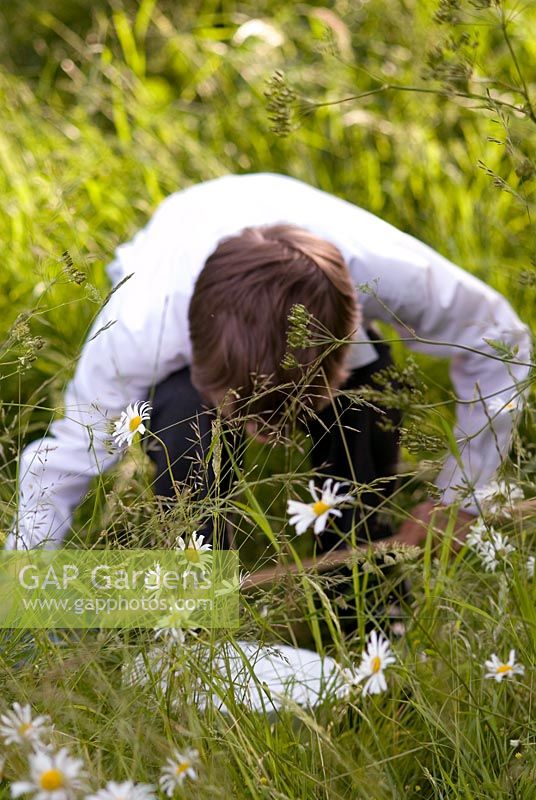 Écolier à la recherche d'insectes à l'aide d'un filet dans les hautes herbes dans un verger avec des fleurs sauvages, y compris Leucanthemum vulgare - Ox-eye Daisies. Inspecter les insectes capturés dans un bol blanc