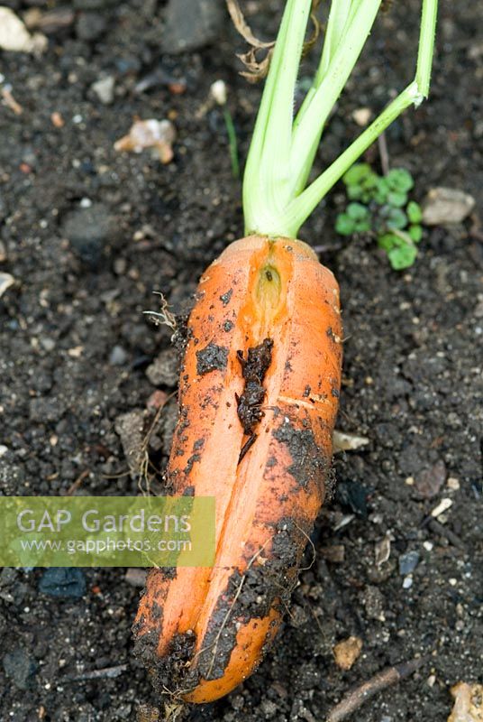 Séparation des carottes, causée par des périodes de sécheresse suivies d'une amélioration de l'humidité et d'une croissance rapide