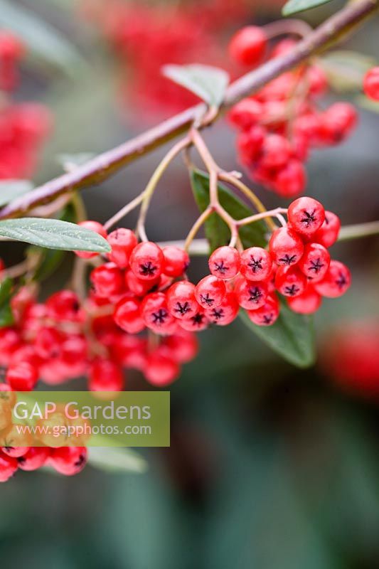 Cotoneaster x watereri 'Aldenhamensis'