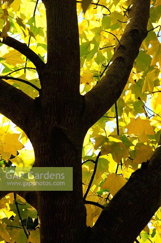 Acer cappadocicum 'Aureum' - Érable du Caucase doré ou érable de Cappadoce
