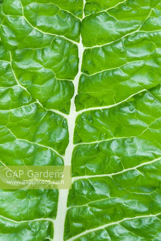 Chard 'Fordhook Giant'