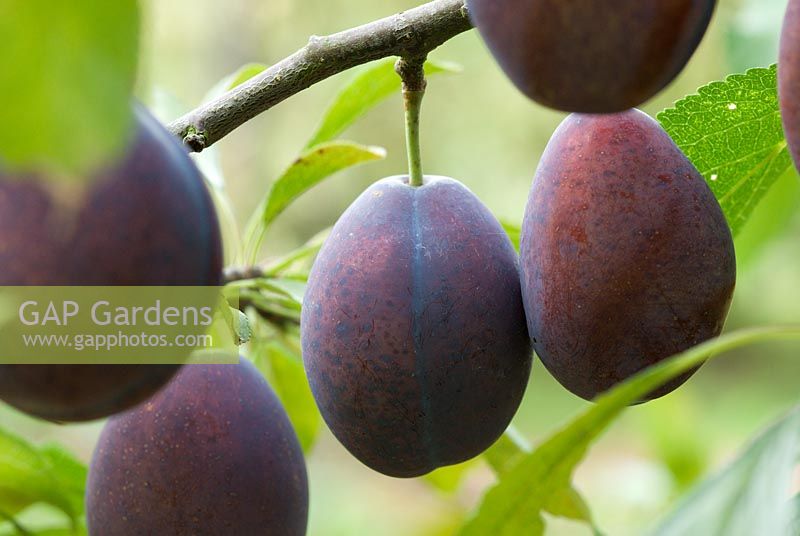 Fruit de prune - Prunus domestica 'Verity'