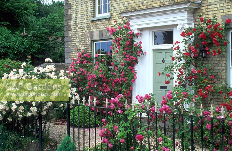 Arbuste et rosiers grimpants poussant autour de la porte d'entrée et à travers les rampes de la maison - Harston, Cambridge