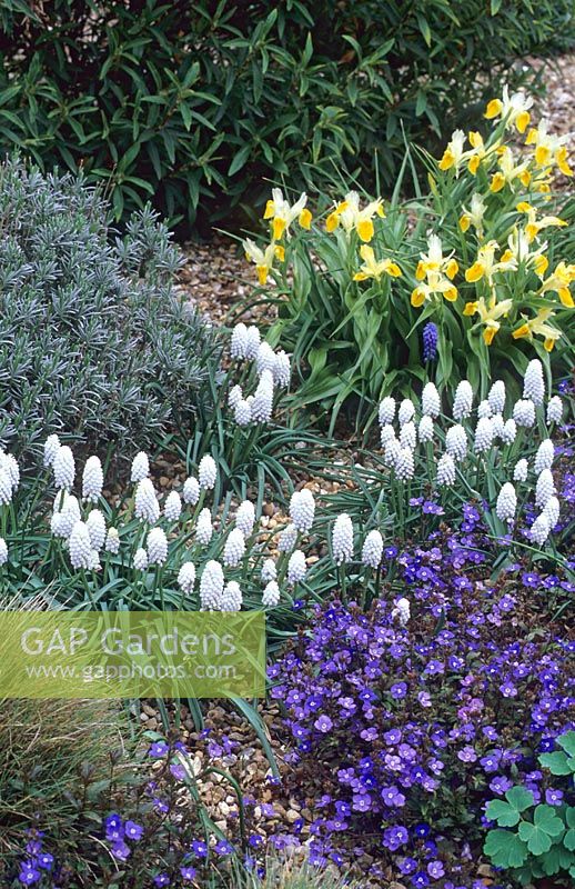 Muscari botryoides 'Album', Veronica peduncularis 'Georgia Blue' et Iris bucharica - Beth Chatto Gardens