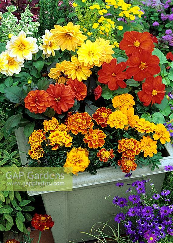 Annuelles naines Dahlias et soucis français poussant dans un pot en plastique carré, entouré d'herbes mélangées et des marguerites bleues de Brachycome 'Bravo Mixed'