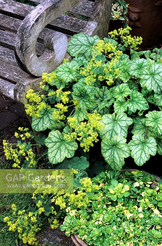 Heuchera 'Mint Frost' se mêle aux fleurs d'Alchemilla mollis à côté d'une chaise en bois - Une casserole de Sififraga 'Aureopunctata' panaché pousse au premier plan