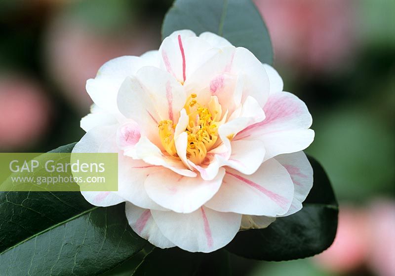Camellia japonica 'Lady Vansittart White'