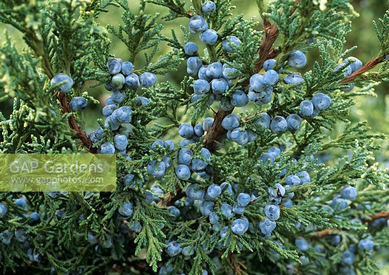 Juniperus x media 'Soufre Spray'