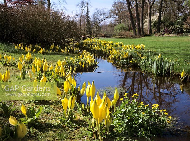Lysichiton americanus naturalisé le long du ruisseau - Savill Gardens, Windsor Buckinghamshire