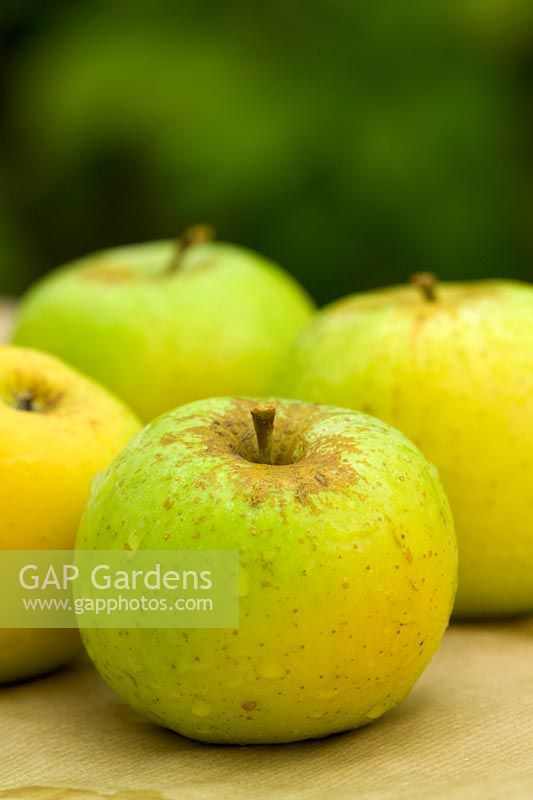 Malus 'Greensleeves' - Pommes