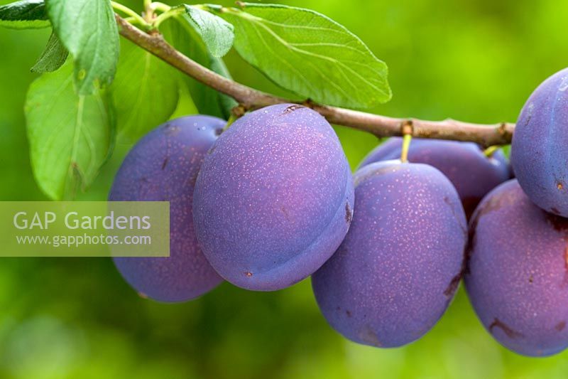 Prunus domestica 'President' - Prunes