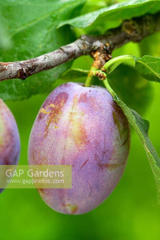 Prunus domestica 'Marjorie's Seedling' - Prunes