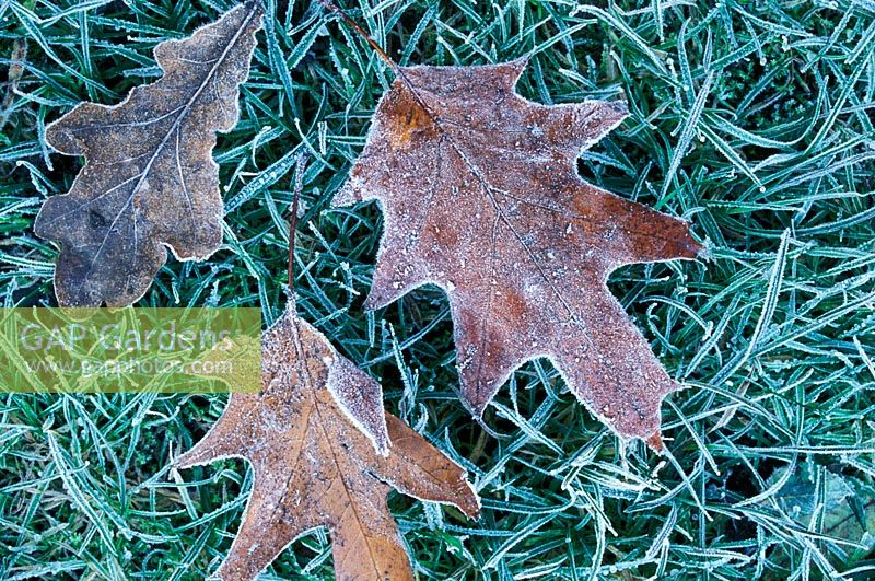 Quercus - Feuilles de chêne couché sur l'herbe en gelée de janvier