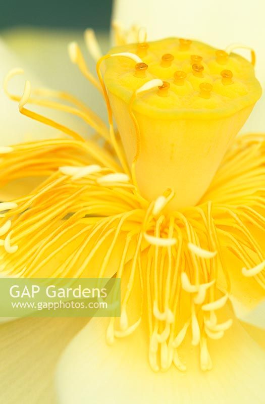 Structure centrale de fleur de Nelumbo crémeux 'Debbie Gibson' - Lotus