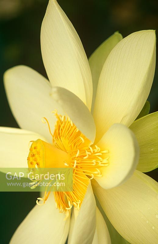 Fleur de Nelumbo crémeux 'Debbie Gibson' - Lotus