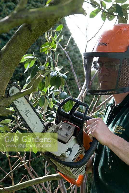 Homme à l'aide d'une scie à chaîne avec un casque de sécurité pour couper et tailler considérablement un Cotoneaster Lacteus en avril