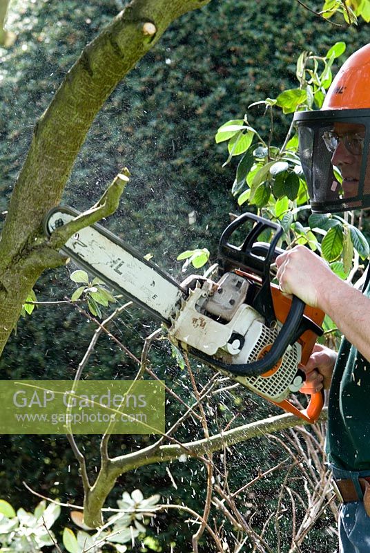 Homme à l'aide d'une scie à chaîne avec un casque de sécurité pour couper et tailler considérablement un Cotoneaster Lacteus en avril