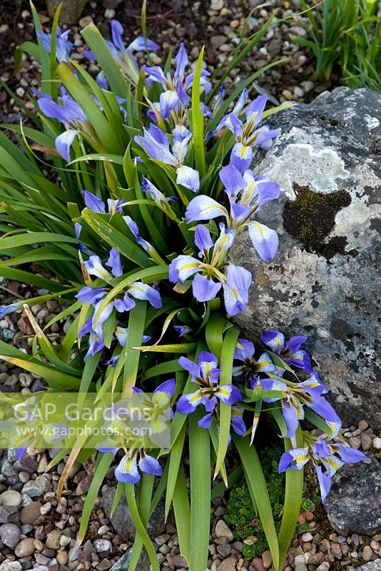 Iris lazica poussant sur le jardin de rocaille