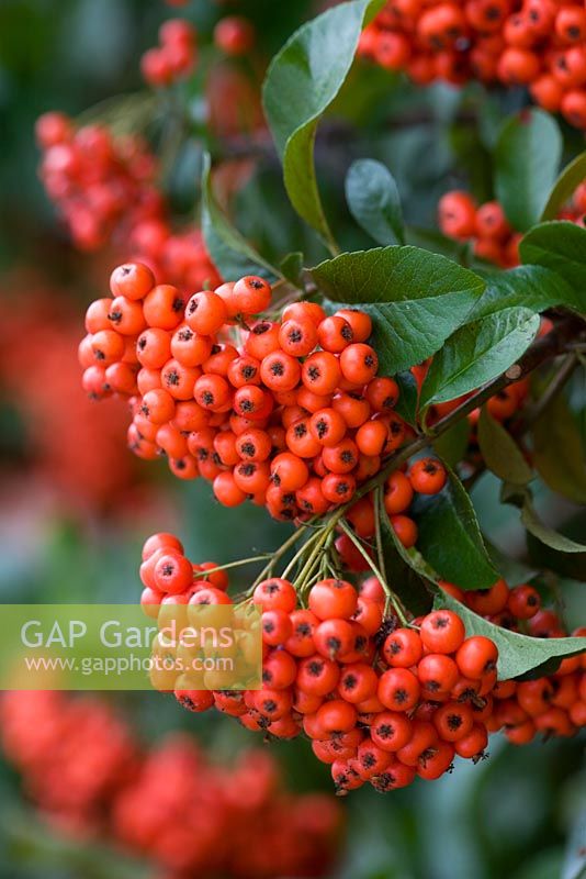 Pyracantha 'Mohave' - Firethorn