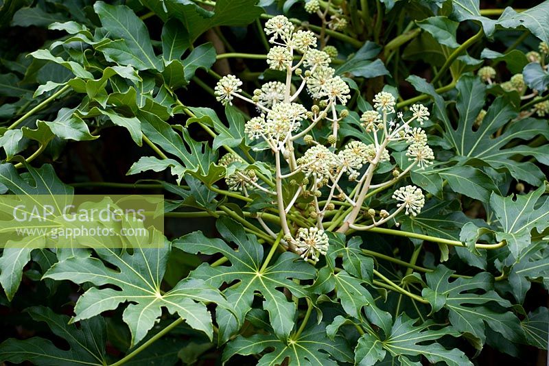 Fatsia japonica syn. Aralia japonica - aralia japonais