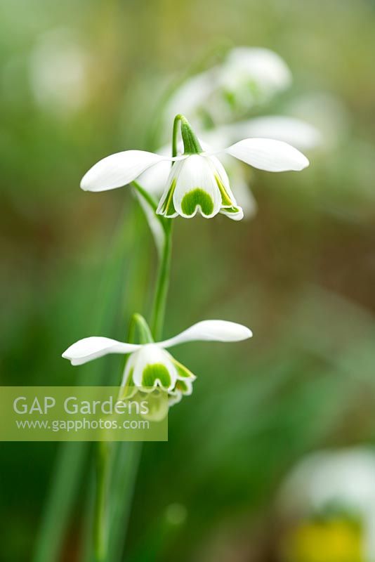 Galanthus 'Ophelia'
