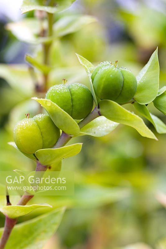 Euphorbia lathyris - Euphorbe à cape