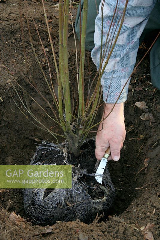 Planter un Cercidiphyllum en forme de motte en janvier - Couper le enrobage autour de la tige. Pour éviter de déranger les racines, l'enveloppe de toile de jute est laissée sous la motte. Les racines peuvent facilement y pousser et elles pourriront en quelques années