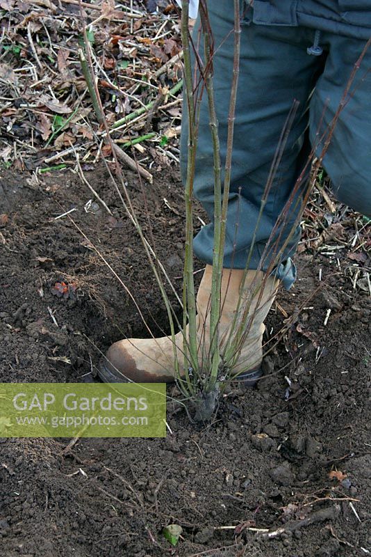 Plantation d'un Cercidiphyllum en boule en janvier - Raffermissement