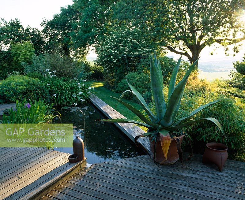 Vue de la terrasse en bois avec piscine, Agave americana en pot et Fraxinus pallisae - La cabane Fovant, Wiltshire