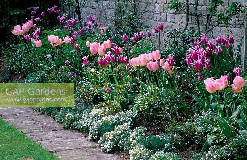 Parterre de printemps avec Tulipa 'Ballade', Tulipa 'New Design', doux Alyssum et Stachys byzantina - St Michael's House, Kent