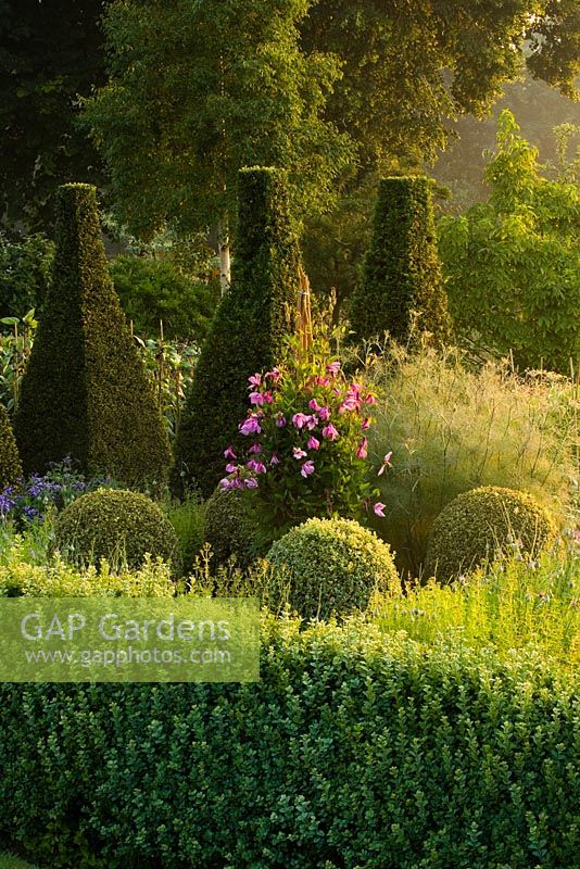 Le parterre tôt le matin avec Taxus - Topiaire d'if, Buxus - Boîtes de balles et Clématite 'Alionushka' chez Pettifers dans l'Oxfordshire