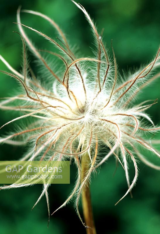 Tête de graine de la fleur de pasque - Pulsatilla vulgaris