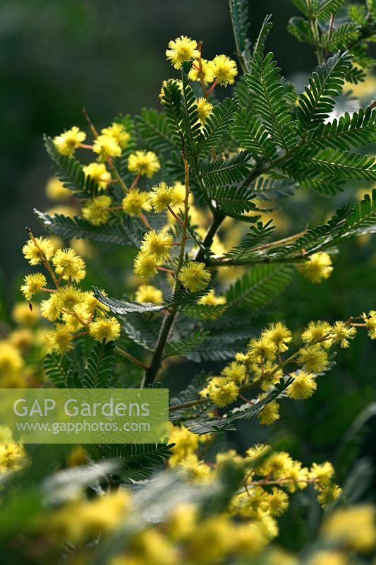 Floraison Acacia baileyana 'Purpurea' - Acacia
