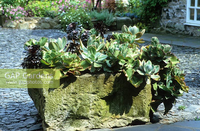 Auge en pierre plantée de plantes succulentes sur cour en ardoise concassée. Aeoniums et echeveria