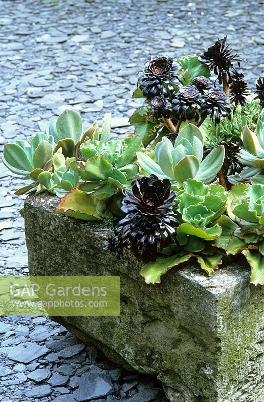 Auge en pierre plantée de plantes succulentes sur cour en ardoise concassée. Aeoniums et echeveria