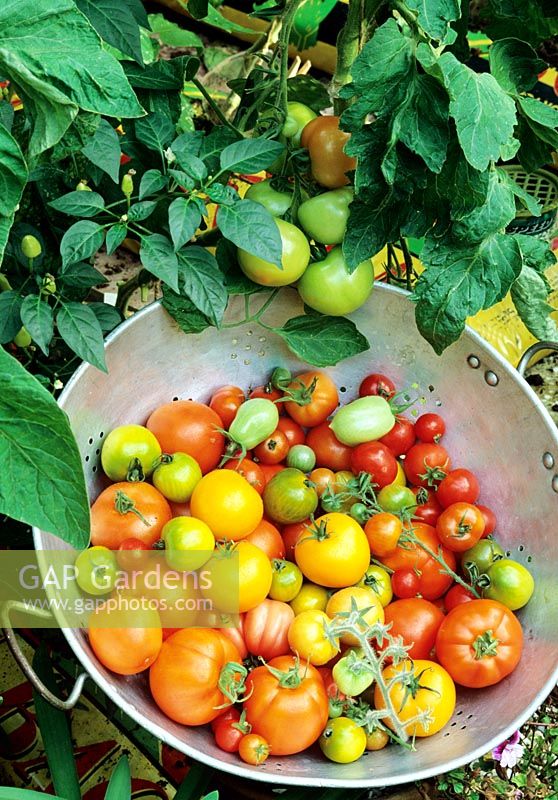 Récolte estivale de tomates, y compris des variétés de cerises et de prunes cultivées dans des sacs de culture aux côtés de poivrons